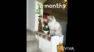 See My cute ragdoll (Zoey) growing up in 12 secs 😍 | Cute Cat video #cutecat #ragdoll