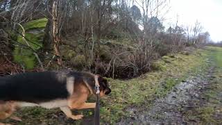 German shepherd on walk. Eros på tur. 16.11.2024. still you tubes most boring video part 1.