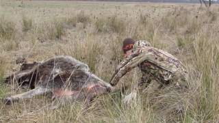 helping calf's birth