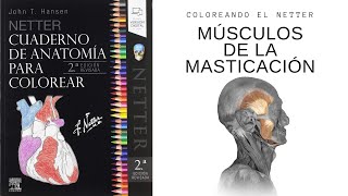 COLOREANDO músculos de la masticación - Anatomía de colores de Netter