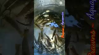 AQUAPONICS WITH PRAWNS