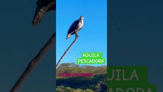 Contemplando la rapaz Aguila Pescadora #aguilas #gavilan #wildlife #fauna #mexico #biodiversidad