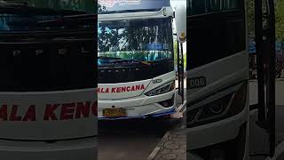 BUS PALALA MENGULAR DI TERMINAL PORIS #shorts