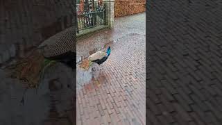 #peacock #efteling #amusementpark