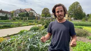 Le Potager du Château de Prangins - Le cardon