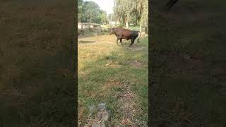 Heavy bull Exercise #dairy #dairyanimal #animals #bullmasti #bull #bull