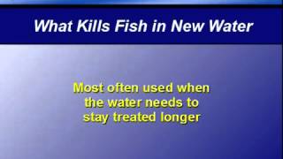 Water Tip - 4 - What kills fish in new tap water