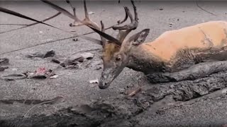 Saving injured stags and giving them a second chance at life | Animal rescue compilation