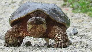 Common Snapping Turtle