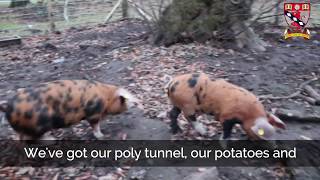 Lathallan School Pigs