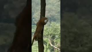 The lion climb on the tree#shorts #viralvideo #viral #trendingshorts #youtubeshorts