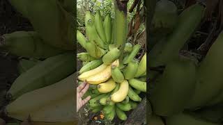 Pisang Sultan!! Masak Pohon!! Kebun Organik!!