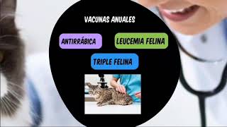 CALENDARIO VACUNACION FELINA - Práctica Transferencia Tecnológica MEDICINA VETERINARIA UACH 2020