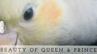 Beauty of Queen & Prince | @aanch |