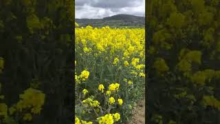 Walking through the rapeseed on the Cotswold Way near North Nibley