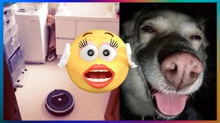 【FUNNY VIDEO】TRY NOT TO LAUGH (DOGS, CATS AND ANIMALS) #4