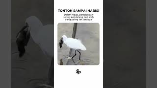 Terkadang Pertolongan Datang Dari Tempat Yang Tak Terduga #shortvideo #shorts