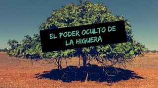 El poder oculto de la Higuera - Propiedades milagrosas .