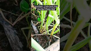 pasti bisa coba dulu#berkebun #pertanian #berkebundirumah #petualangan