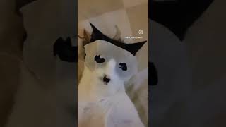 Домашний спа уход🐱