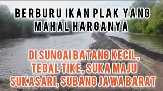 Berburu ikan plak yang mahal harganya di sungai Batang kecil Tegal Tike Subang Jawa Barat