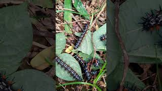 Beautiful Caterpillar#caterpillars.