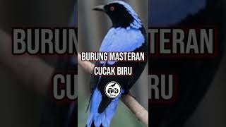 Burung masteran cucak biru