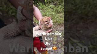 Warik bamban 😍 bakey eh salah😬🙏 #amangrimbaborneo #sampit #animals #fypシ #fyp #video