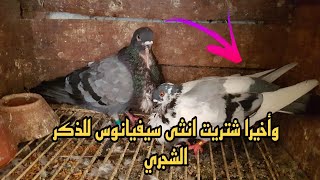 اشتريت انتى سيفيانوس لون جميل بثمن ميمكنش 😍I bought a female Sevillanos pigeon at an unbelievable e