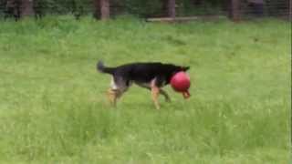 German Shepherd Shady and water bottle.