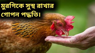 মুরগিকে সুস্থ রাখার গোপন পদ্ধতি। মুরগিকে সারাবছর সুস্থ রাখার উপায়।