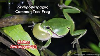 Δενδροβάτραχος - Common Tree Frog Mating - Αναπαραγωγή