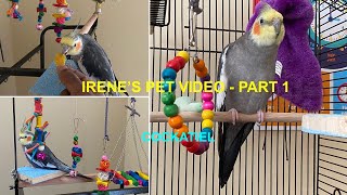 Irene's Pet Video - Part 1 | Cockatiel Bird with orange cheeks | Atlanta | Irene Baby | Olivia Rose