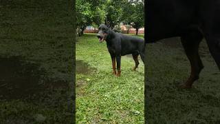 Wendigo e Troya dob europeus 🇷🇺🔥 #dobermanlove #dobermann #dobermanpuppy #cãodeguarda #doberman #dog