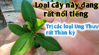 Đây là Thần hộ mệnh cho mỗi nhà, trị Ung Thưư trực tràng, đại tràng, gan, phổi, vú...PHAN HẢI Vlog