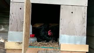 Moving Chickens To A New Pen, and How Chickens Clean Up An Area PT.1