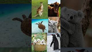 "4 ottobre la Giornata Mondiale degli Animali" #shorts #nature #animals #amore #sanfrancesco