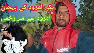 Picking Guava For Eating | picking Fresh Guava | Kabeer Anjum Vlog