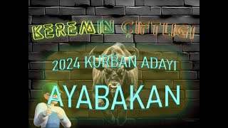 Keremin Çiftliği 2024 Kurbanlık Büyükbaş Ayabakan