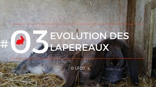 EVOLUTION DES LAPEREAUX │LFDT #03