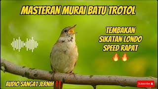 MASTERAN MURAI BATU MEWAH TEMBAKAN SIKATAN LONDO SPEED RAPAT🔥🔥#masteranburung #muraibatu