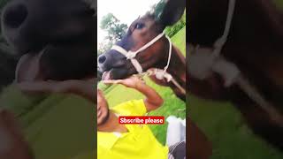 #ytshorts #youtubeshorts #viralvideo #shorts #viral   #cowlover