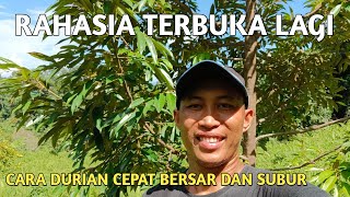 Cara pemangkasan/pruning Pohon Durian agar Batang dan Ranting Kokoh Besar cepat...| ini untuk pemula