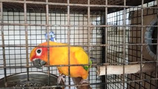 Sunconure bird first time egging| #first #happy #pets #birds #sunconure #birdlover #trending #pet