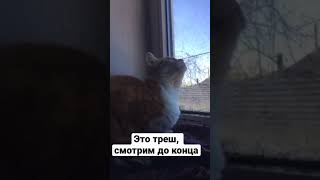 Кот, потеря соединения,Это хит смотрим