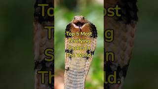 Top 5 Most Terrifying Snakes In The World #shorts #snakes