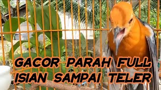 Anis merah gacor parah isian super mewah, full teler..