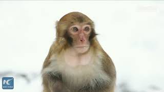 Wild macaques playing in snow in China scenic area