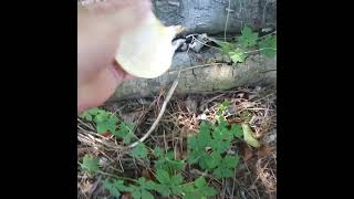 Wild Oyster Mushroom