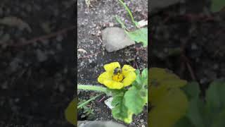 Natural Bee Pollination #plants #garden #harvest #farming #organic #horticulture #watermelon